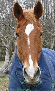 Veteran Horses may need special feed supplements