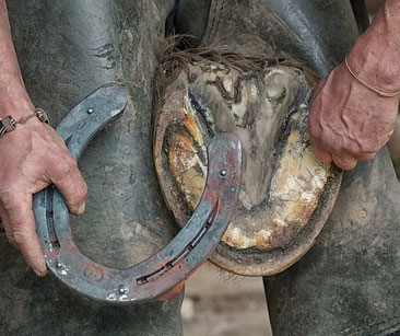 farrier shoeing a horse