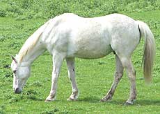 horses grazing can select herbs for health
