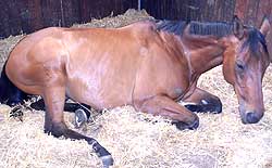 Horses can get different types of colic