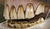 horse teeth need check ups from dentist