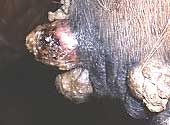 photo of a sarcoid on the sheath of a horse