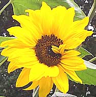 sunflower - a processed oil