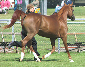 trotting up horse to diagnose shoulder lameness