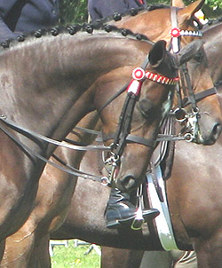 Riding horses shown in double bridles