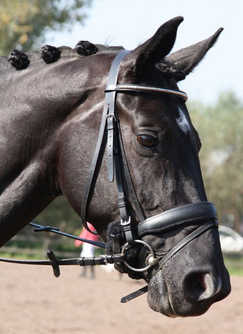 horse wearing a loose ring snaffle bit