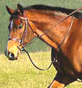Horse ridden in a Standing Martingale