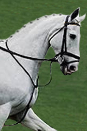 Horse ridden in a standing martingale