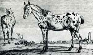 dutch saddle horses 1650