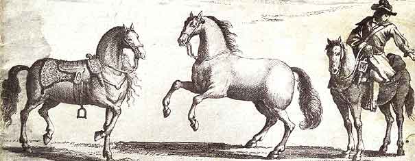 English Light Horses 1650