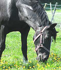 Horse grazing on Pasture