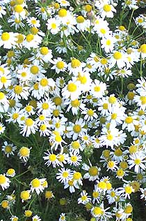 Chamomile - calming essential oil  for horses