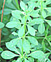 clivers, cleavers or goosegrass a cooling herb