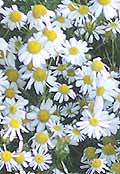 Chamomilla - chamomile homeopathic remedy for colic
