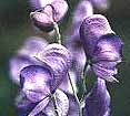 aconite