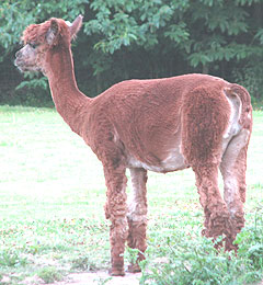 An alpaca can make a good companions for horse