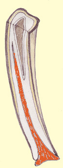 Illustration - Cross section of horse tooth