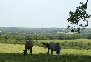 horse livery and grazing West Hoathly