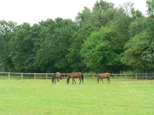 Horses grazing at Pound Farm Stables, woolbeding midhurst