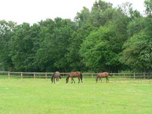 East Sussex Livery Yards, DIY, Grazing, Stables