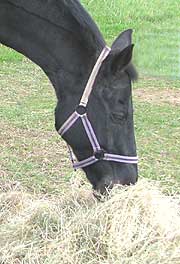 Dry hay can sometimes cause a horse to choke