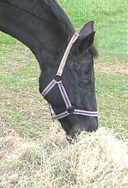 hay should be dust free