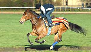 racehorse in training on gallops