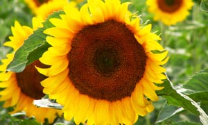 sunflowers - a good source of Omega-3