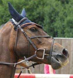 Showjumper wearing a mexican grakle bridle or high ring grakle