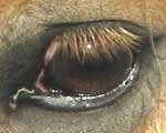 the eye of a horse