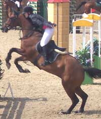 showjumping can cause wear and tear in horse's joints